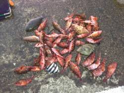 北港魚つり公園 胴付とジグヘッドでガシラの…