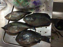 田ノ浦でカゴ釣り&エギング〜グレ・ウマヅラ・アオリイカ