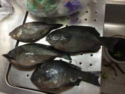 田ノ浦でカゴ釣り＆エギング〜グレ・ウマヅラ…