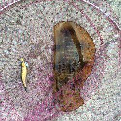 雑賀崎エギングでアオリイカ、ベイトが豊富でアジカラーをセレクト