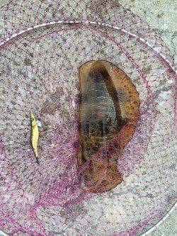 雑賀崎エギングでアオリイカ、ベイトが豊富でアジカラーをセレクト