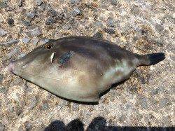 和歌山北港魚つり公園 カゴ釣りでチャリコ・メバル・ウマヅラハギ