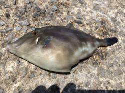 和歌山北港魚つり公園 カゴ釣りでチャリコ・…