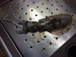 加太でアオリイカ調査。澄み潮でピンク/マーブルに乗りました♪