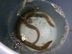 紀ノ川河口、今年初のウナギ釣りに行ってきました