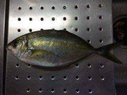 白浜周辺でのシマアジ釣果