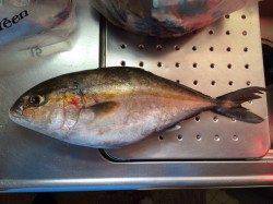 北港魚つり公園 のませ釣りで上がってきたのはカンパチでした！