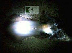 赤崎周辺で自身初の春アオリイカ、キロUPに大興奮！