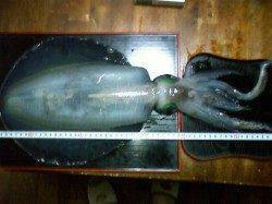 赤崎周辺で自身初の春アオリイカ、キロUPに大興奮！