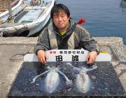 黒島の磯のエギング　キロUPのアオリイカ