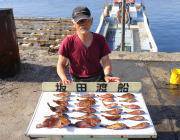 黒島の磯にてサバの切り身をエサにガシラ26…