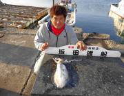 黒島の筏・磯でのヤエン釣果〜キロUPのアオリイカあがってます