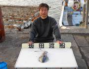 ヤエンのアオリイカ釣り状況〜黒島の磯