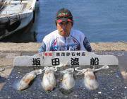 筏でエギング、磯でヤエン釣りでのアオリイカ