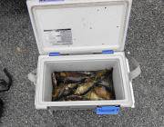 黒島の磯のバリコ、20㎝前後を60匹