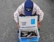 黒島の磯　25cmのアジを60匹