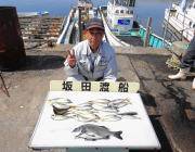鷹島のカンドリにてチヌ、ほか良型アジのお土…