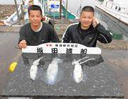 黒島の磯のアオリイカ、ヤエンでの釣果