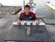 【21日】黒島の磯ヤエンでのアオリイカ釣果