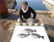 黒島の筏のチヌ釣果