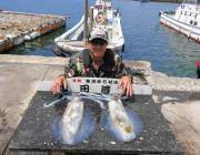 黒島の磯のヤエンにて2キロUPアオリイカ2…