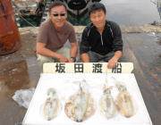 ヤエンでもアオリイカ釣れています