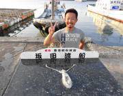 黒島の磯のアオリイカ釣果〜ヤエンとエギングでそれぞれ釣果あり