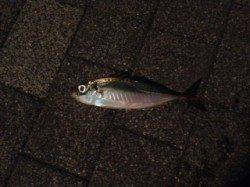 【アジは戻っているのか？】大阪南港アジング調査