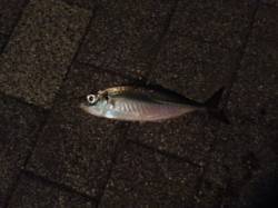 【アジは戻っているのか？】大阪南港アジング…