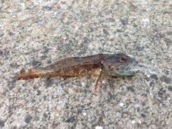 田ノ浦漁港、砂浜裏のゴロタ場でもガシラポコポコ食って来ます