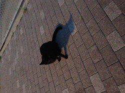 【アジは戻っているのか？】大阪南港アジング調査