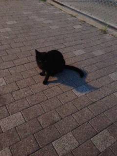 【アジは戻っているのか？】大阪南港アジング調査