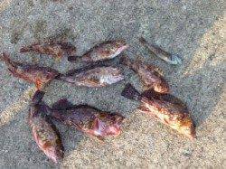 田ノ浦漁港、砂浜裏のゴロタ場でもガシラポコポコ食って来ます