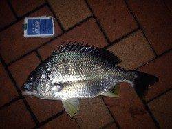 短時間でタケノコメバルさくっと数釣り、もしやのキビレもHIT！