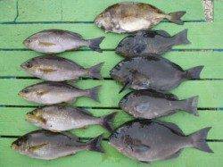 神谷の沖一文字内向きでイサギ・グレ・アイゴ・アジ