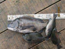 田井の一文字でチヌ54cm！！