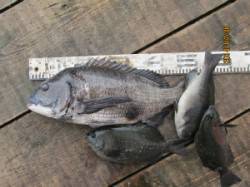 田井の一文字でチヌ54cm！！