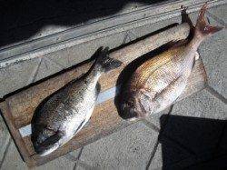 大磯でマダイ・チヌ、キハチ磯でチヌの釣果