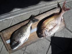 大磯でマダイ・チヌ、キハチ磯でチヌの釣果