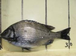 久美浜のチヌ、ぼちぼち乗っ込みのはずがまだ…