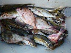 沖一文字外向きでヒラメ60cm！ ほかアジなどでクーラー満タン