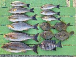 ヒラバエのカゴ釣り釣果〜大きなイサギが釣れてます！