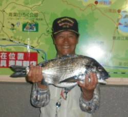 佐波賀地磯でチヌ53cm！平道沿いでも良型…