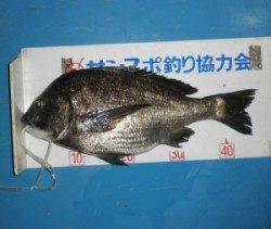 佐波賀地磯でチヌ53cm！平道沿いでも良型チヌ