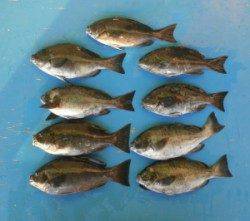 野原磯でグレ32.5cmを頭に16匹