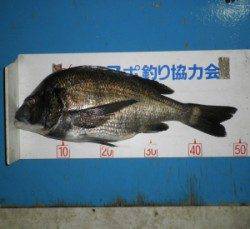 佐波賀地磯、大丹生防波堤で良型チヌ上がってます