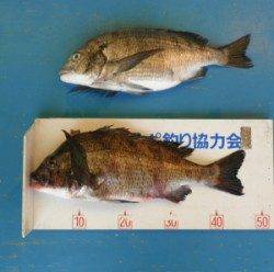 佐波賀地磯、大丹生防波堤で良型チヌ上がってます