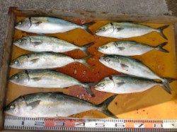 三尾の磯、ショアジギングでヒラマサ・ハマチをＧＥＴ！