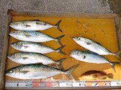 三尾の磯、ショアジギングでヒラマサ・ハマチをＧＥＴ！