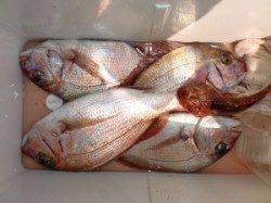 条件悪い中、カゴ釣りでマダイ4匹GETはお見事です